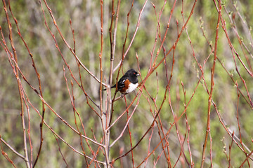 A spotted Towhee perched on a tree branch
