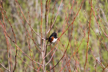 A spotted Towhee perched on a tree branch