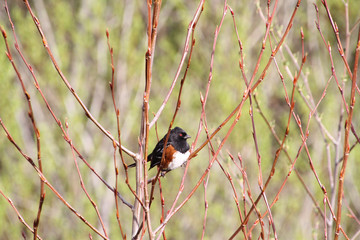 A spotted Towhee perched on a tree branch
