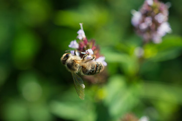 pszczoła na mięcie © Kasia R.