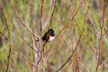 A spotted Towhee perched on a tree branch