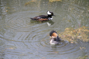 A male and female pair of hooded mergansers