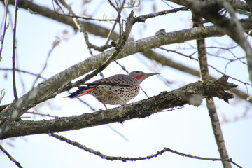 A northern flicker woodpecker perched on a branch