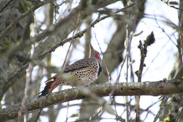 A northern flicker woodpecker perched on a branch