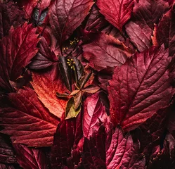 Foto op Canvas Dark red autumn leaves background, top view. Fall color concept © VICUSCHKA