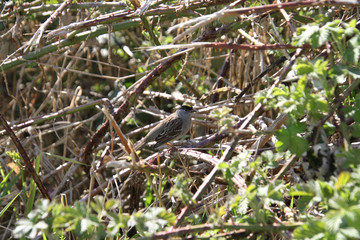 A golden crowned sparrow perched on a blackberry vine