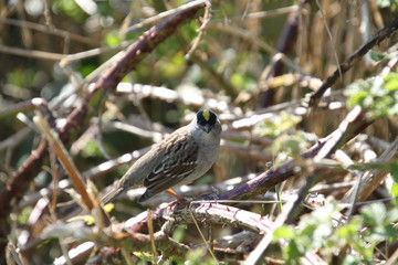 A golden crowned sparrow perched on a blackberry vine