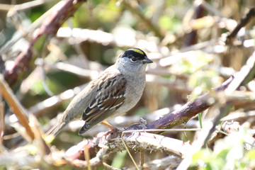 A golden crowned sparrow perched on a blackberry vine on a sunny day.