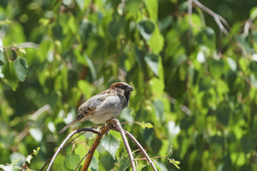 A sparrow, a male, sits on a birch branch. Summer, day.