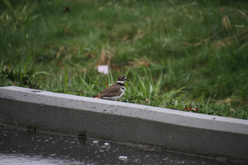 A killdeer bird next to a parking lot