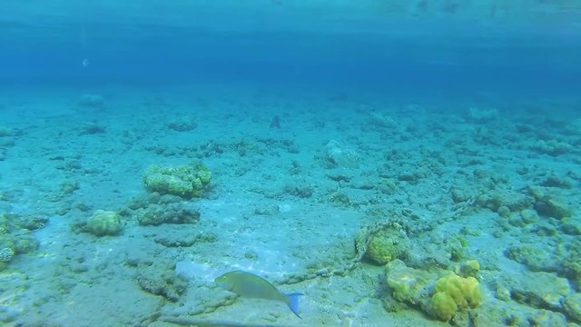 Closeup view of plenty colorful fish swimming underwater in Red sea in Egypt. Real time full hd video footage.