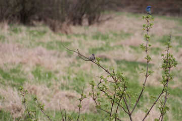 A pair of mountain blue birds perched on branches