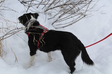 Dog in the snow