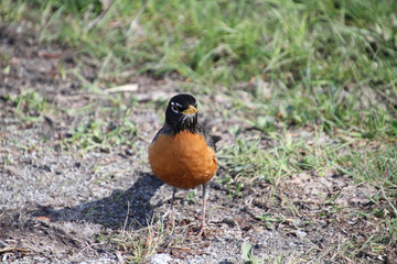 A red robin standing on the edge of a gravel trail