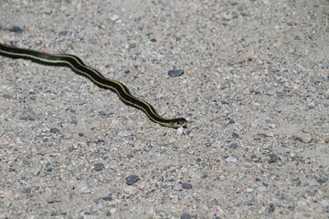 A garter snake on a fine gravel trail in the sun.