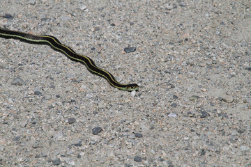 A garter snake on a fine gravel trail in the sun.