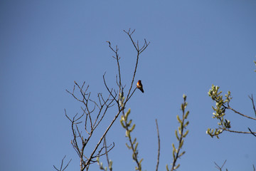 A rufus hummingbird perched on a branch