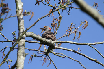 A northern flicker woodpecker perched in a tree