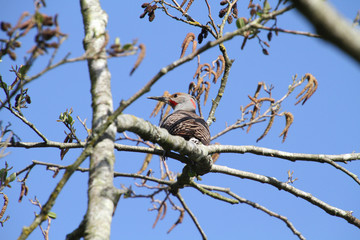 A northern flicker perched on a branch