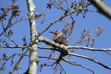 A northern flicker woodpecker perched in a tree