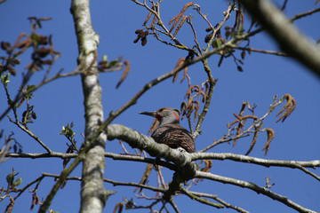 A northern flicker woodpecker perched in a tree with a cloudless blue sky in the background..
