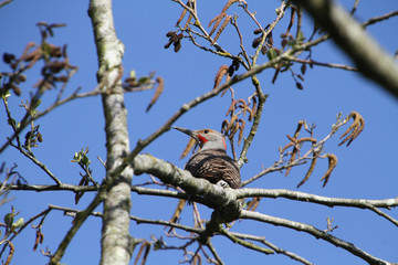 A northern flicker woodpecker perched in a tree with a cloudless blue sky in the background..