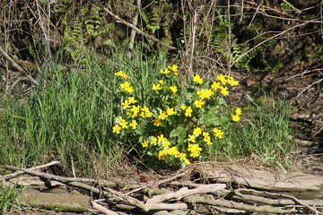 A bush with yellow flowers