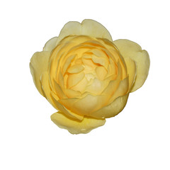 Yellow rose. Isolated on white background.