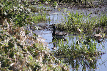 A mallard duck with a purple head standing