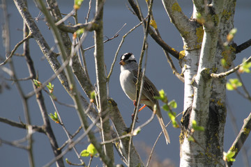 A white crowned sparrow perched on a branch with blue sky in the background.