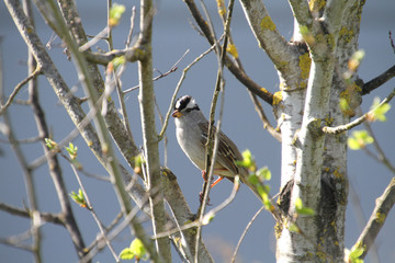 A white crowned sparrow perched on a branch