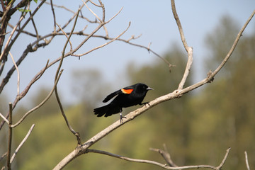 A red winged blackbird perched on a branch