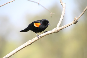 A red winged blackbird perched on a branch