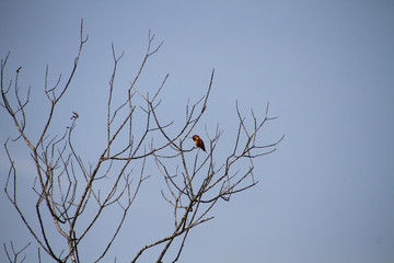 A rufus hummingbird perched on a bare branch