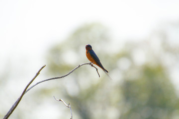 A tree swallow perched on a branch