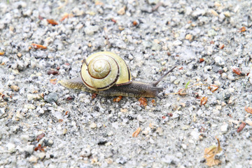 A closeup of a snail travelling on a fine gravel trail