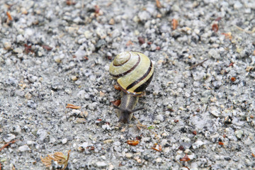 A closeup of a snail travelling on a fine gravel trail with bits of leaves on the ground..
