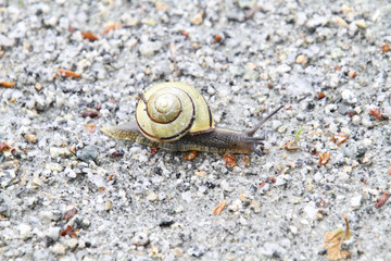 A closeup of a snail travelling on a fine gravel trail