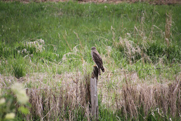 A red tailed hawk perched on a fence post