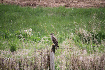 A red tailed hawk perched on a fence post