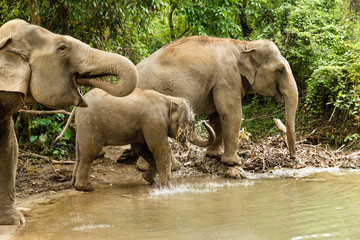 Group of elephants is bathing in a pond between a forest. Chiang Mai province, Thailand.