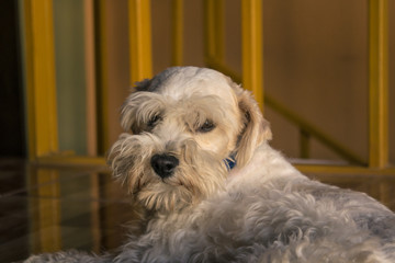 portrait of sad schnauzer dog
