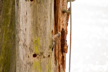 A northern flicker woodpecker hunting for insects