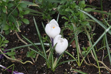 close up of white flowers with a purple fringe