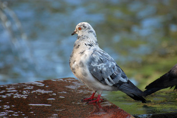 pigeon