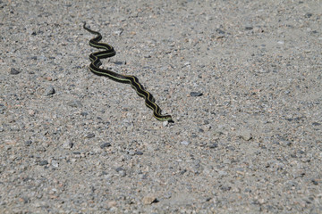 A garter snake on a fine gravel trail in the sun.