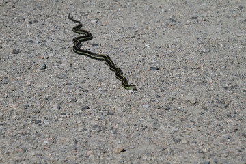 A garter snake on a fine gravel trail in the sun.