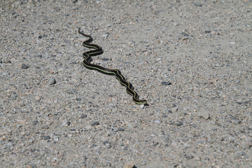 A garter snake on a fine gravel trail in the sun.