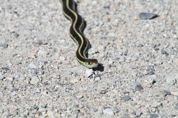 A garter snake on a fine gravel trail in the sun.