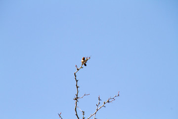 A Rufus hummingbird perched on the top most branch